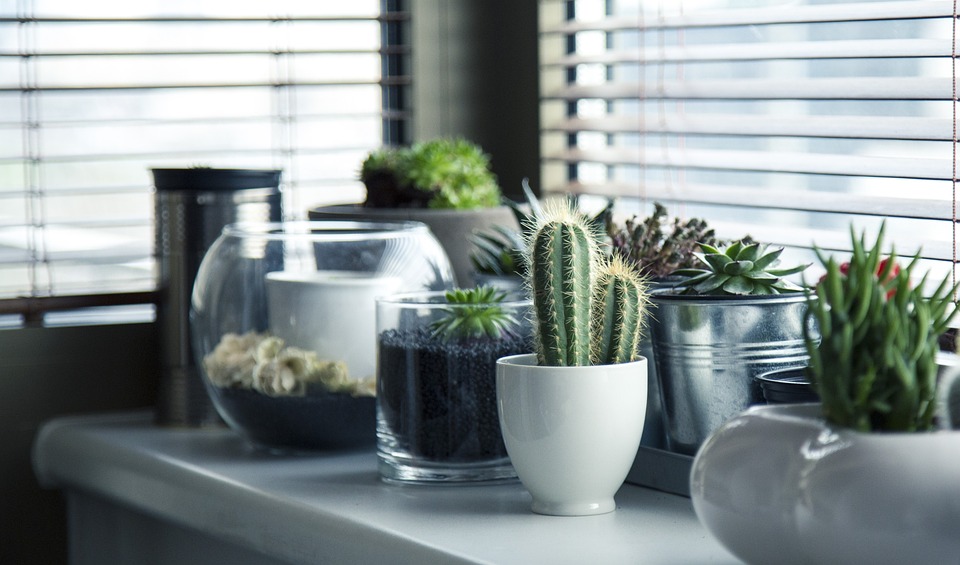Intégrer des plantes d'intérieur pour une touche naturelle et apaisante