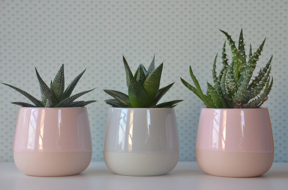 Intégrer des plantes d&rsquo;intérieur pour une touche naturelle et apaisante